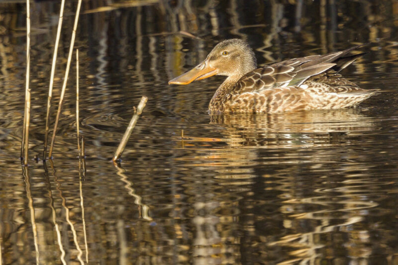 Canard souchet femelle